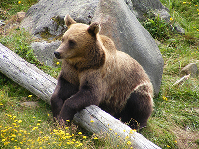 Brown Bear-Ranua Zoo, Ranua, Finland