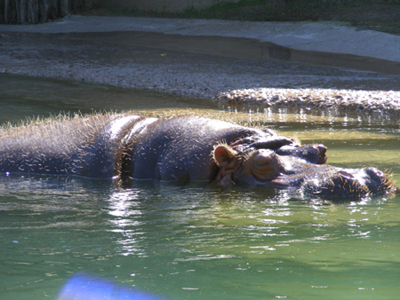 Hippopotamus-Ft. Worth Zoo, Ft. Worth, Texas