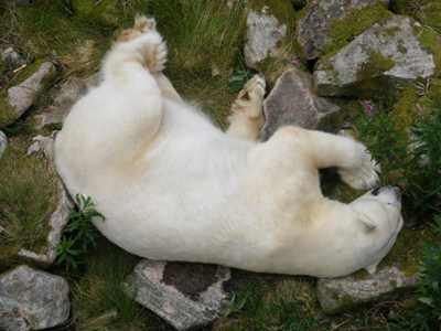 Polar Bear-Ranua Zoo, Ranua, Finland