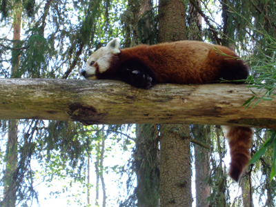 Red-Tailed Panda-Ähtäri Zoo, Ähtäri, Finland