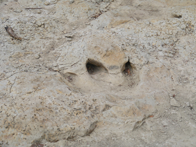 Dinosaur Valley State Park, Glen Rose, Texas