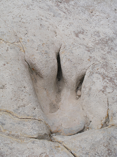 Dinosaur Valley State Park, Glen Rose, Texas