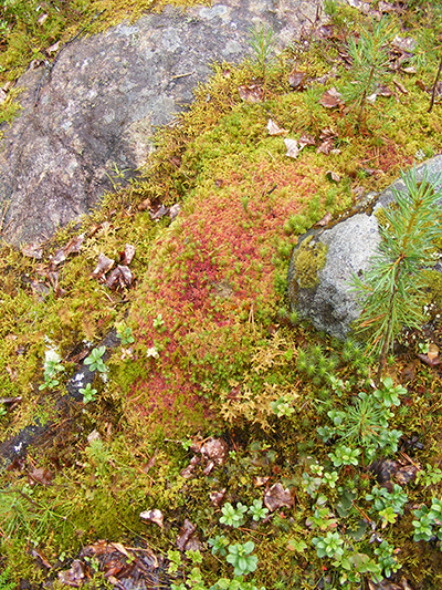 Hepoköngäs, Puolanka, Finland